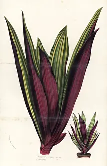 Tradescantia Prints: Moses-in-the-cradle, Tradescantia spathacea