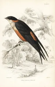 Hirundo Prints: Mosque swallow, Cecropis senegalensis