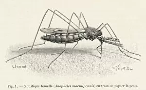 Anopheles Gallery: Mosquito Biting a Human