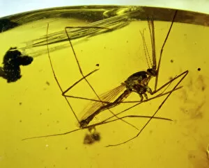 Hexapod Gallery: Mosquito in Dominican amber