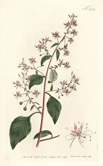 Sansom Prints: Mosquito flower or Mexican lopezia, Lopezia racemosa