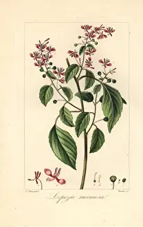 Pancracebessa Prints: Mosquito flower or pink brush, Lopezia racemosa