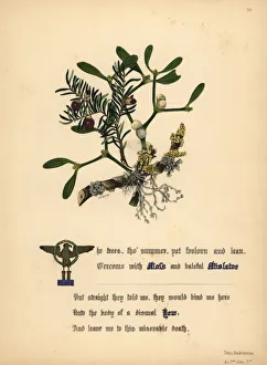 Titus Collection: Moss, Mistletoe and Yew (Titus Andronicus)
