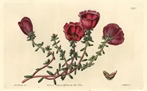 Moss-rose purslane, Portulaca grandiflora