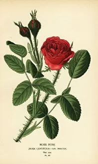 Moss rose, Rosa centifolia var. muscosa