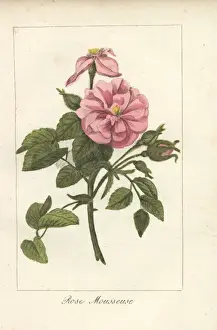 Moss rose, Rosa muscosa