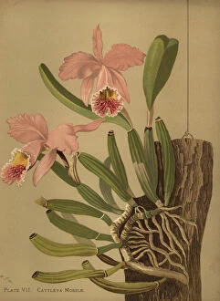 Mosss cattleya or easter orchid, Cattleya
