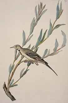 Motacilla alba, white wagtail