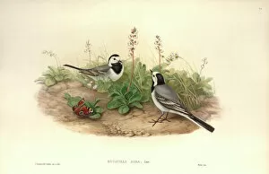 Gould Collection: Motacilla alba, white wagtail