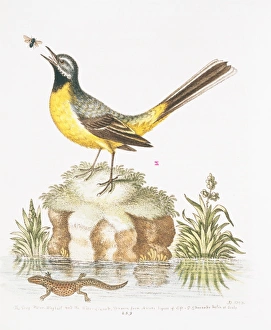 Caudata Gallery: Motacilla cinerea, grey wagtail