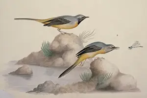 Motacilla cinerea, grey wagtail