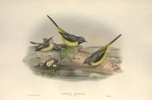 Motacilla cinerea, grey wagtail