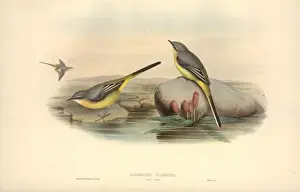 Motacilla cinerea, grey wagtail