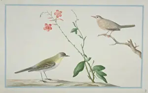 Loten Prints: Motacilla flava cinereocapilla, yellow wagtail