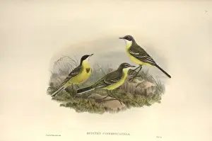 Motacilla flava cinereocapilla, yellow wagtail