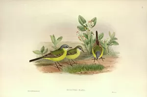 John Gould Gallery: Motacilla flava thunbergi, yellow wagtail