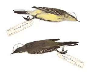 Passeriformes Collection: Motacilla flava, Western Yellow Wagtail, male