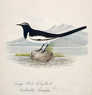 Margaret Bushby La Cockburn Collection: Motacilla maderaspatensis, white-browed wagtail