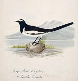 Brow Prints: Motacilla maderaspatensis, white-browed wagtail