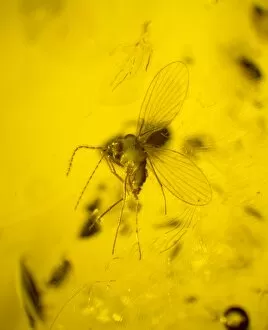 Tertiary Gallery: Moth fly in amber
