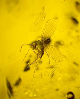 Moth fly in amber