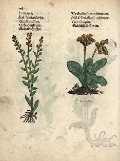 Blattaria Gallery: Moth mullein, Verbascum blattaria, and cowslip