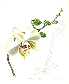 Moth orchid, Phalaenopsis amabilis