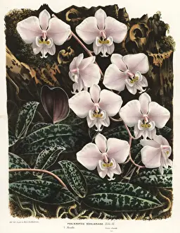 Moth orchid, Phalaenopsis schilleriana