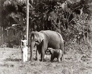 Mother and baby elephant, India, c. 1880 s