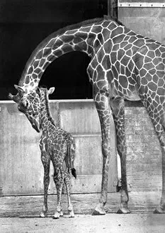 Images Dated 12th January 2017: Mother and baby giraffe in a zoo