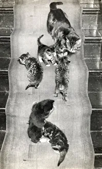 Runner Prints: Mother cat and six kittens on the stairs Date: 1950s