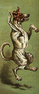Images Dated 14th November 2011: Mother Hubbard / Dancing
