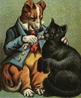 Images Dated 14th November 2011: Mother Hubbard / Feed Cat