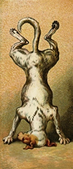 Images Dated 14th November 2011: Mother Hubbard / On Head