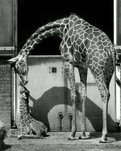Giraffe Prints: Mother and young giraffe at ZSL London Zoo