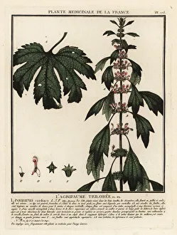 Plante Medicinale De La France Prints: Motherwort, Leonurus cardiaca