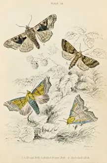 Three further Moths