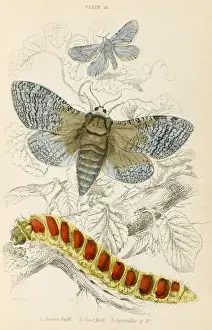 TWO MOTHS