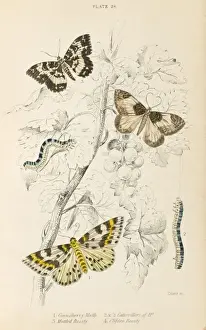 Three more Moths