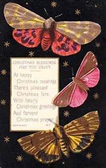 Three moths on a Christmas card
