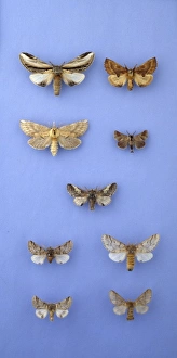 Agrotidae Gallery: Moths of the family Notodontidae