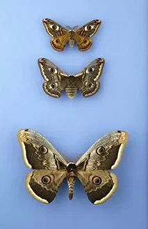 Pavonia Collection: Moths of the family Saturniidae