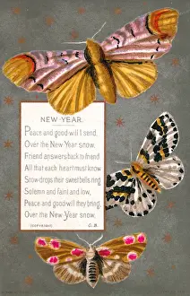 Three moths on a New Year card