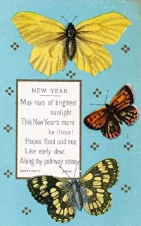 Moths Gallery: Three moths on a New Year card