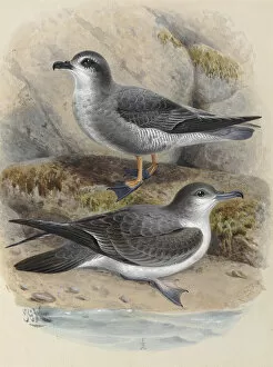 A History Of The Birds Of New Zealand Gallery: Mottled Petrel Korure, Bullers Shearwater