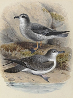 Images Dated 9th December 2011: Mottled Petrel Korure, Bullers Shearwater