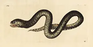 Mottled Prints: Mottled swamp eel, Synbranchus marmoratus
