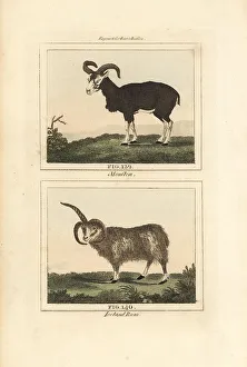 James Smith Barr Prints: Mouflon and Iceland ram