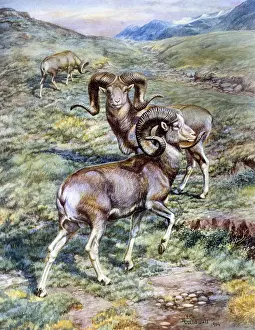 Horns Prints: Mouflon rams, European wild sheep