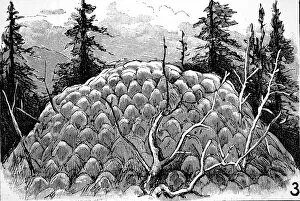 Images Dated 9th November 2004: Mound of Deposits from Fountain, Yellowstone, 1883